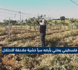 مزارع فلسطيني يعتني بأرضه سراً خشية ملاحقة الاحتلال