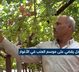 الاحتلال يقضي على موسم العنب في الأغوار