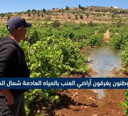 مستوطنون يغرقون أراضي العنب بالمياه العادمة شمال الخليل