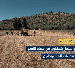 مزارعو سنجل يتمكنون من حصاد القمح رغم اعتداءات المستوطنين