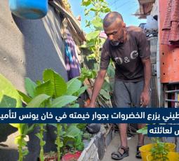 فلسطيني يزرع الخضروات بجوار خيمته في خانيونس لتأمين لقمة العيش لعائلته