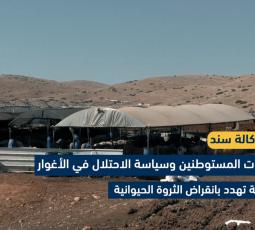 اعتداءات المستوطنين وسياسة الاحتلال في الأغوار الشمالية تهدد بانقراض الثروة الحيوانية