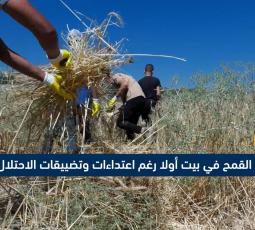 حصاد القمح في بيت أولا رغم اعتداءات وتضييقات الاحتلال