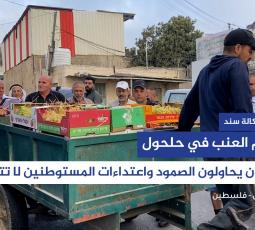 موسم العنب في حلحول.. مزارعون يحاولون الصمود واعتداءات المستوطنين لا تتوقف