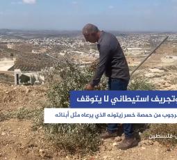 إبراهيم الرجوب من حمصة خسر زيتونه الذي يرعاه مثل أبنائه