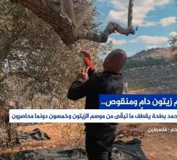 موسم زيتون دامٍ ومنقوص.. المزارع محمد بطحة يقطف ما تبقّى من موسم الزيتون وخمسون دونما محاصرون