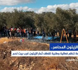 موسم الزيتون المحاصر.. وزارة الزراعة تنظم فعالية وطنية لقطف ثمار الزيتون غرب بيت لحم