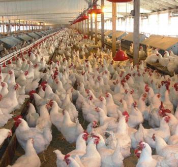 chicken2.jpg