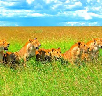 Lions-wallpapers-hd.jpg
