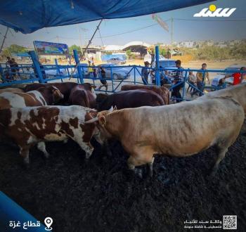 الأضاحي.jpg