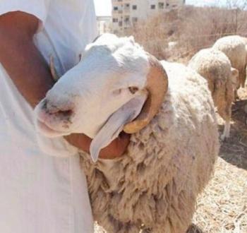 أضاحي.jpg