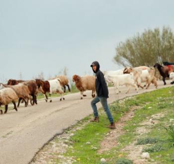 رعي الأغنام في الضفة..استيطان جديد