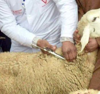 صورة تعبيرية لتطعيم المواشي.jpg