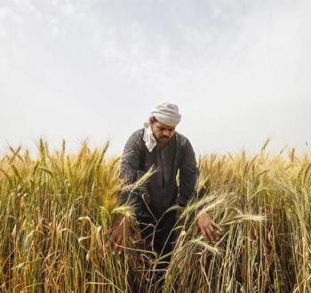 القمح المصري
