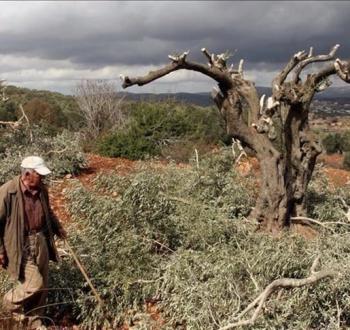 قطع أشجار الزيتون