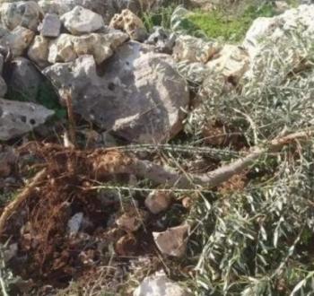 اقتلاع أشجار زيتون في الضفة