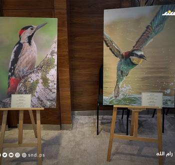 معرض صور