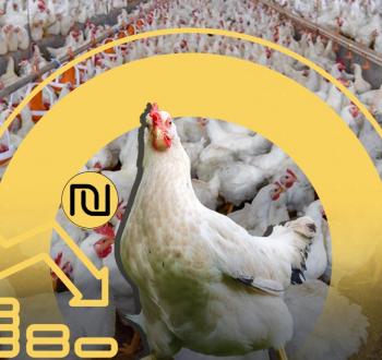 أزمة الدواجن بالضفة