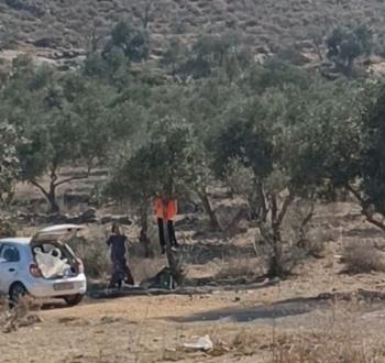 مستوطنون يسرقون ثمار زيتون في ياسوف شرق سلفيت