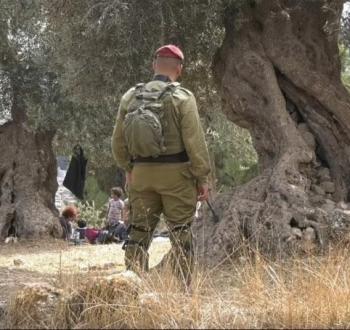 قوات الاحتلال قرب أشجار زيتون رومية فلسطينية.jpg