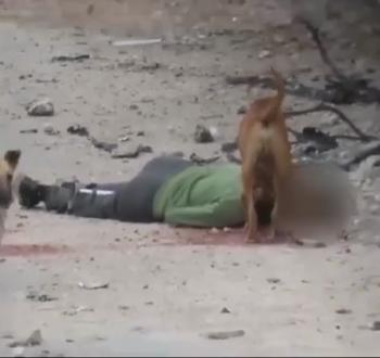 كلاب ضالة تنهش جثامين الشهداء في شمال غزة