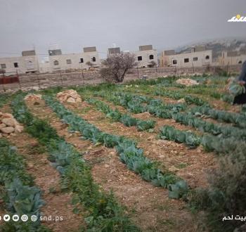 تخريب محاصيل المواطنين في بيت لحم