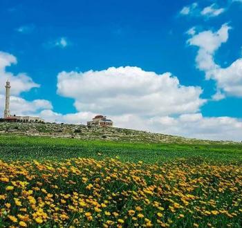 الربيع في محافظة طوباس شمال الضفة الغربية.jpg