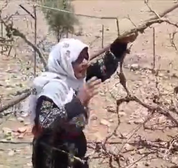 الحاجة صبرية أبو عرام
