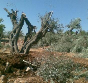 اقتلاع أشجار الزيتون.jpg