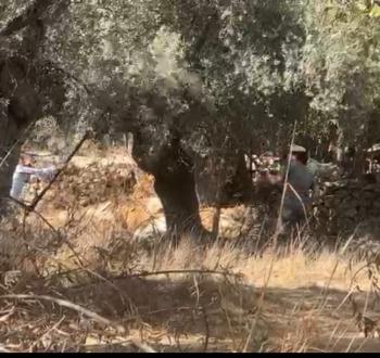 سرقة ثمار الزيتون بالخليل