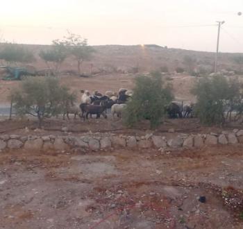 اعتداءات مستوطنين في الزويدين بالخليل.jpg