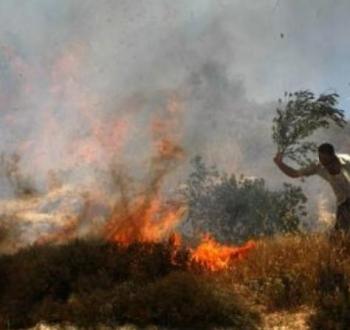 إحراق أشجار زيتون من قبل المستوطنين