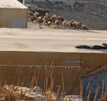 مستوطنون يطلقون مواشيهم بالمغيّر