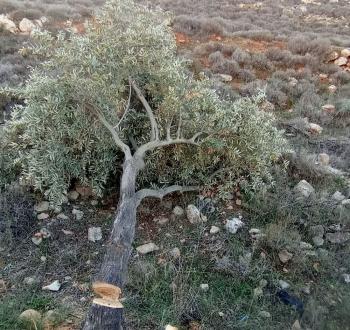 اقتلاع وتكسير أشجار