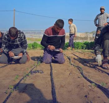 رغم المخاطر مزارعون يستأنفون العمل قرب الخط الأصفر جنوب خان يونس