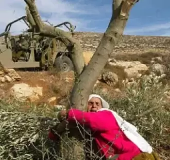أرضها الزيتون