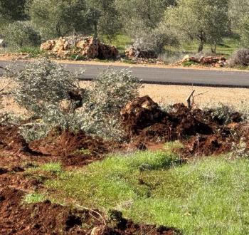 اقتلاع أشجار. مستوطنون يقتلعون أشجار زيتون في ترمسعيا  (4).jpg