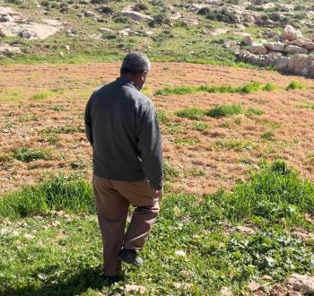 مستوطنون يرشون مواد سامة على المزوعات في الخليل  (2).jpeg