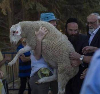 مستوطنون وقرابين حيوانية في القدس