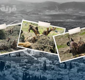 اقتلاع الأشجار في برقة