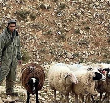 مستوطنون اغنام