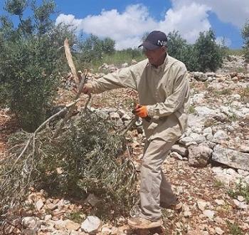 مزارع فلسطيني.jpg