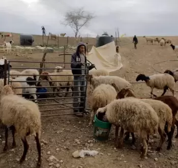 مستوطنون يرعون أغنامهم
