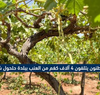 اتلاف محاصيل