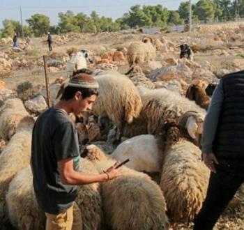 مستوطنون يرعون أغنامهم في أراضي الفلسطينيين بالضفة