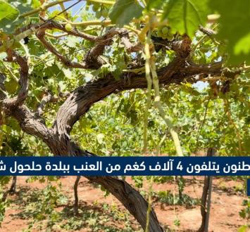 اتلاف محاصيل