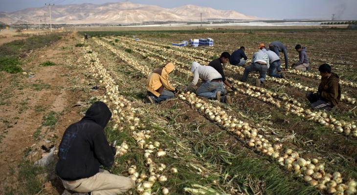 الزراعة بفلسطين