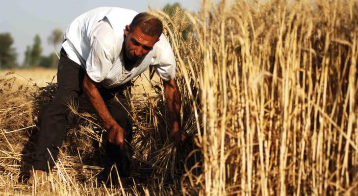 عراقي يحصد القمح