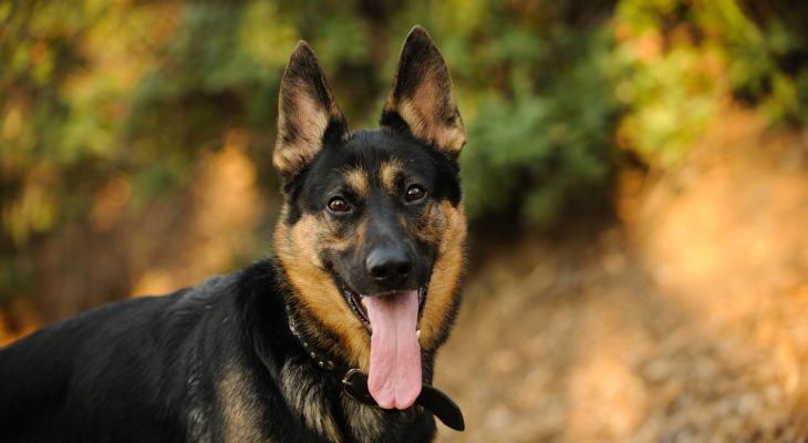 German_Shepherd.jpg