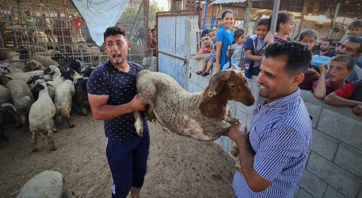 مواطنون فلسطينيون يشترون الأضاحي في سوق المواشي بقطاع غزة